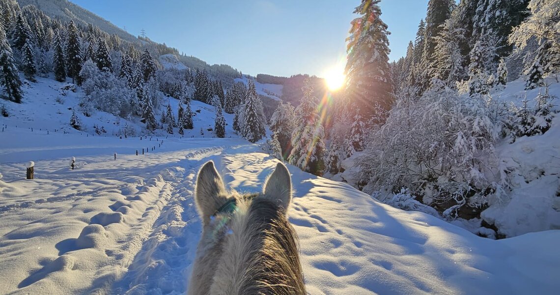 Blick von einem Pferderücken auf einen sonnigen Winterweg, umgeben von verschneiten Tannen. | © Hannes Steger
